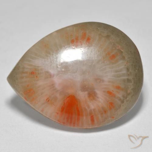Corallo Multicolore naturale da 16.37 ct, Forma a pera, Traslucido