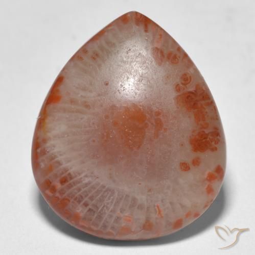 Corallo naturale multicolore da 11,24 ct, taglio a pera, traslucido