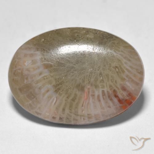 12.89ct Naturale Multicolore Corallo, Ovale, Traslucido