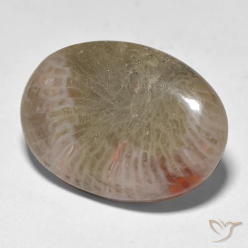 Corallo Multicolore naturale da 12.89 ct, Ovale, Traslucido
