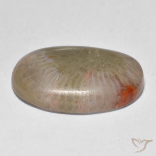 Corallo Multicolore naturale da 12.89 ct, Ovale, Traslucido