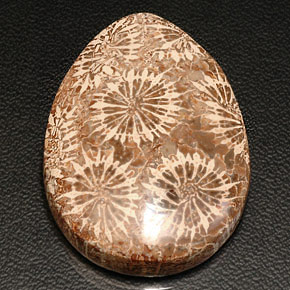 Corallo fossile naturale multicolore da 42,11 ct, taglio a pera, opaco