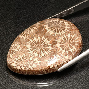 Corallo fossile naturale multicolore da 42,11 ct, taglio a pera, opaco