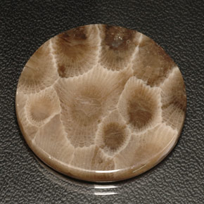 Corallo fossile naturale multicolore da 18,94 ct, taglio rotondo, opaco