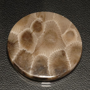 Corallo fossile naturale multicolore da 18,94 ct, taglio rotondo, opaco