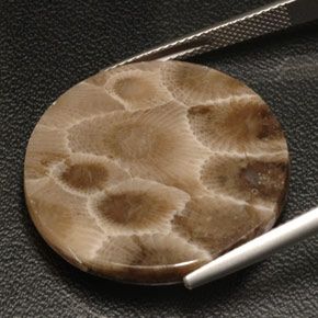 Corallo fossile naturale multicolore da 18,94 ct, taglio rotondo, opaco
