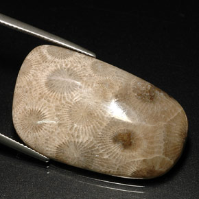 Corallo fossile naturale multicolore da 31,46 ct, forma fantasia, opaco