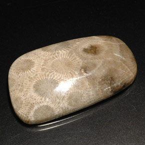 Corallo fossile naturale multicolore da 31,46 ct, forma fantasia, opaco