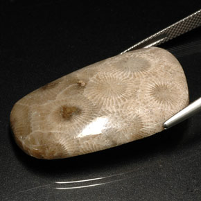 Corallo fossile naturale multicolore da 31,46 ct, forma fantasia, opaco