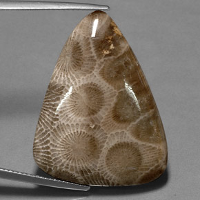 Corallo fossile naturale multicolore da 28,03 ct, forma fantasia, opaco