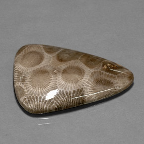 Corallo fossile naturale multicolore da 28,03 ct, forma fantasia, opaco
