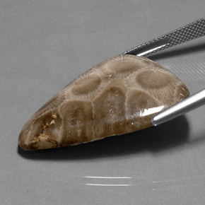 Corallo fossile naturale multicolore da 28,03 ct, forma fantasia, opaco