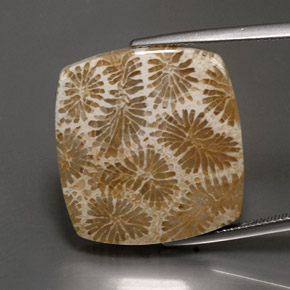 Corallo fossile Multicolore naturale da 24.22 ct, Quadrato, Opaco