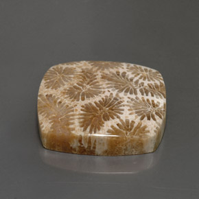 Corallo fossile Multicolore naturale da 24.22 ct, Quadrato, Opaco