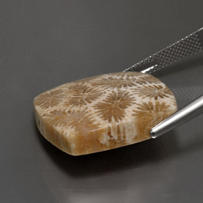 Corallo fossile Multicolore naturale da 24.22 ct, Quadrato, Opaco