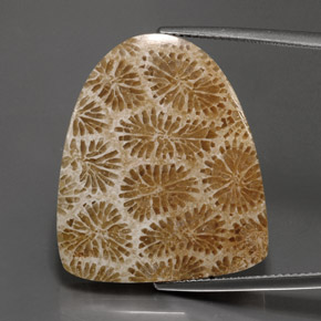 Corallo fossile Multicolore naturale da 25.71 ct, Forma fantasia, Opaco