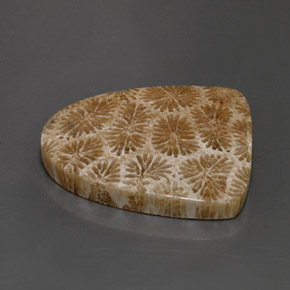 Corallo fossile Multicolore naturale da 25.71 ct, Forma fantasia, Opaco