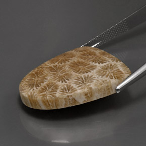 Corallo fossile Multicolore naturale da 25.71 ct, Forma fantasia, Opaco