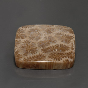 Corallo fossile Multicolore naturale da 28.62 ct, Quadrato, Opaco