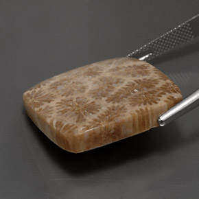 Corallo fossile Multicolore naturale da 28.62 ct, Quadrato, Opaco