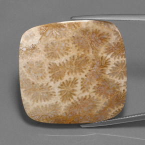Corallo fossile naturale multicolore da 45,27 ct, taglio a cuscino, opaco