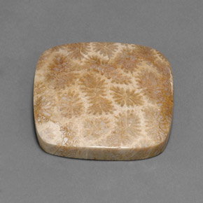 Corallo fossile naturale multicolore da 45,27 ct, taglio a cuscino, opaco