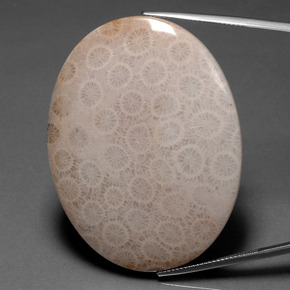 Corallo fossile naturale multicolore da 93,67 ct, taglio ovale, opaco