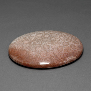 Corallo fossile Multicolore naturale da 91.59 ct, Taglio ovale, Opaco