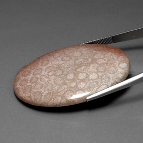 Corallo fossile Multicolore naturale da 91.59 ct, Taglio ovale, Opaco