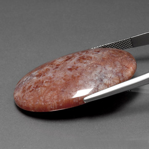 Corallo fossile Multicolore naturale da 51.88 ct, Taglio ovale, Opaco