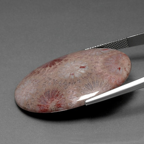 Corallo fossile Multicolore naturale da 47.83 ct, Taglio ovale, Opaco