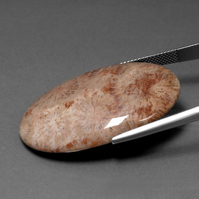 Corallo fossile Multicolore naturale da 46.53 ct, Taglio ovale, Opaco