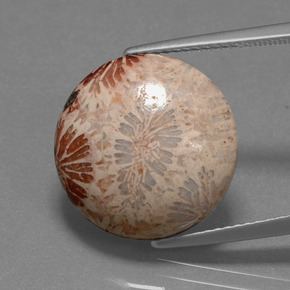 Corallo fossile Multicolore naturale da 9.59 ct, Taglio rotondo, Opaco