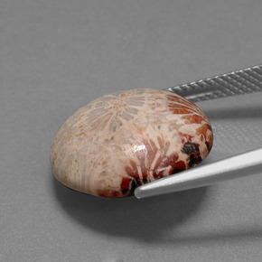 Corallo fossile Multicolore naturale da 9.59 ct, Taglio rotondo, Opaco