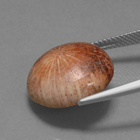 Corallo fossile Multicolore naturale da 10.56 ct, Taglio rotondo, Opaco