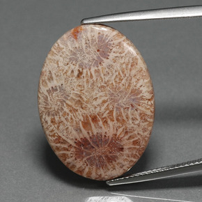 Corallo fossile naturale multicolore da 15,93 ct, taglio ovale, opaco