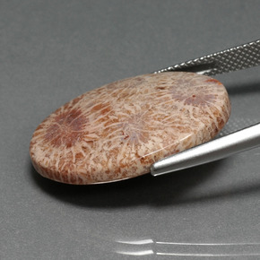 Corallo fossile naturale multicolore da 15,93 ct, taglio ovale, opaco
