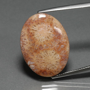 Corallo fossile naturale multicolore da 14,77 ct, taglio ovale, opaco
