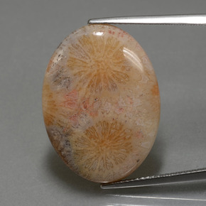 Corallo fossile naturale multicolore da 15,56 ct, taglio ovale, opaco