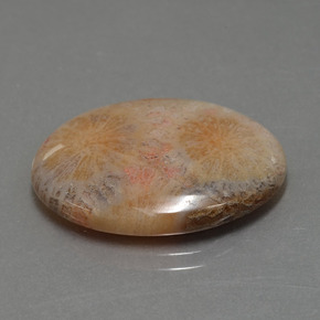 Corallo fossile naturale multicolore da 15,56 ct, taglio ovale, opaco