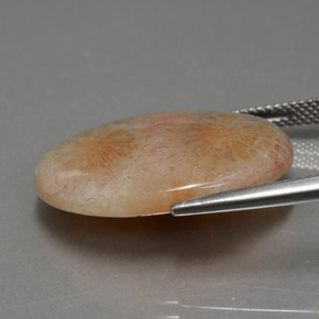 Corallo fossile naturale multicolore da 15,56 ct, taglio ovale, opaco
