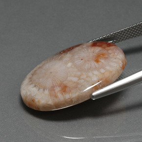 Corallo fossile Multicolore naturale da 16.17 ct, Taglio ovale, Opaco