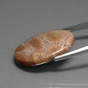 Corallo fossile Multicolore naturale da 16.75 ct, Taglio ovale, Opaco