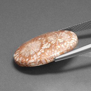 Corallo fossile multicolore naturale da 16,71 ct, taglio ovale, opaco