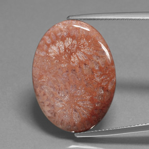 Corallo fossile naturale multicolore da 15,96 ct, taglio ovale, opaco