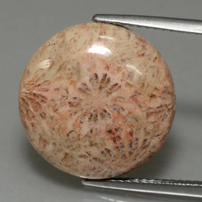 Corallo fossile Multicolore naturale da 10.23 ct, Taglio rotondo, Opaco