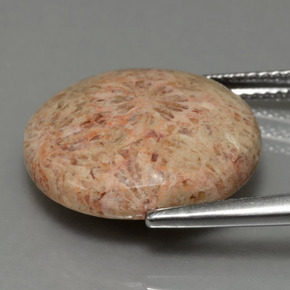 Corallo fossile Multicolore naturale da 10.23 ct, Taglio rotondo, Opaco