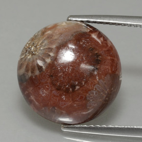 Corallo fossile naturale multicolore da 8,69 ct, taglio rotondo, opaco