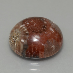 Corallo fossile naturale multicolore da 8,69 ct, taglio rotondo, opaco