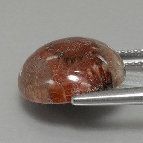 Corallo fossile naturale multicolore da 8,69 ct, taglio rotondo, opaco